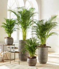 Dehner Keramik-Vase Lana, Bauchig, Braun 5 Dehner Keramik-Vase Lana, Bauchig, Braun -Garten im Freien 6799894 6799910WE MO 001 VaseLanaBraun