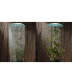 KHW Tomatenhut -Garten im Freien 6818819 WE DE 001 Tomatenhut 2erSet