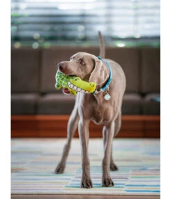 Red Dingo Hundespielzeug DURABLES Toys Krokodil -Garten im Freien 6912364 WE MO 001 RedDingoSpzKrokodil