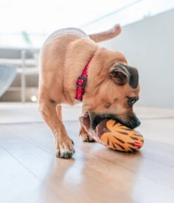 Red Dingo Hundespielzeug DURABLES Toys Nasenbär -Garten im Freien 6912471 WE MO 004 RedDingoSpzNasenbaer