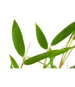 Schirmbambus -Garten im Freien 7002678 PR DE 001 FargesiaNitidaBambus2LDehnerExpressHerzig