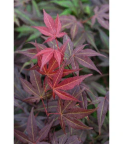 Roter Fächerahorn 'Atropurpureum' -Garten im Freien 7016538 PR DE 002 AcerPalmatumAtropurpureumLuckner