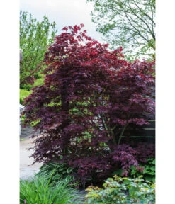 Roter Fächerahorn 'Atropurpureum' -Garten im Freien 7016538 PR MO 001 AcerPalmatumAtrovirensLuckner