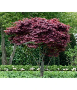 Roter Fächerahorn 'Atropurpureum' -Garten im Freien 7016959 WE MO 001 AcerPalmatumAtropurpureum