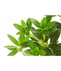 Rhododendron 'Bloombux®' -Garten im Freien 7077704 PR DE 001 RhododendronBloombux2LDehnerExpressHerzig