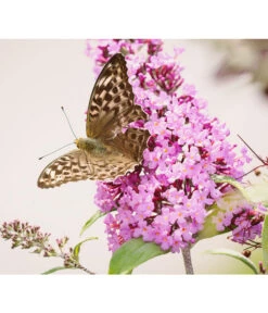 Sommerflieder, Verschiedene Sorten 12 Sommerflieder, Verschiedene Sorten -Garten im Freien 7078991 WE DE 001 BuddleijaSommerflieder Pixabay