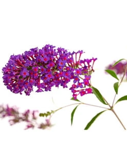 Sommerflieder, Verschiedene Sorten 13 Sommerflieder, Verschiedene Sorten -Garten im Freien 7078991 WE DE 001 BuddlejaDavidiiNanhoPurpleSommerflieder3LDehnerExpressHerzig