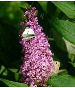 Sommerflieder, Verschiedene Sorten 10 Sommerflieder, Verschiedene Sorten -Garten im Freien 7078991 WE DE 003 BuddleijaSommerflieder Pixabay