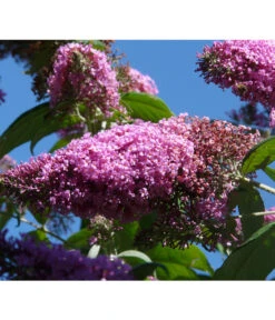 Sommerflieder, Verschiedene Sorten 11 Sommerflieder, Verschiedene Sorten -Garten im Freien 7078991 WE DE 004 BuddleijaSommerflieder Pixabay