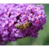 Sommerflieder, Verschiedene Sorten 2 Sommerflieder, Verschiedene Sorten -Garten im Freien 7078991 WE DE 021 BuddlejaSchmetterlingsfliederLila