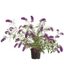 Sommerflieder, Verschiedene Sorten 9 Sommerflieder, Verschiedene Sorten -Garten im Freien 7078991 WE FS 001 BuddlejaDavidiiNanhoPurpleSommerflieder3LDehnerExpressHerzig