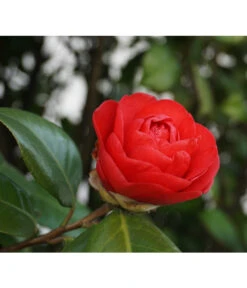 Kamelie, Rot -Garten im Freien 7086549 WE DE 002 CamelliaJaponicaKamelieRot Pixabay
