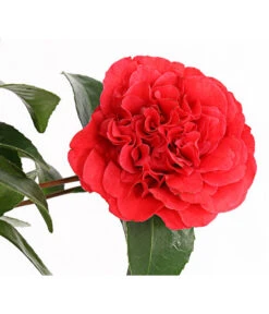 Kamelie, Rot -Garten im Freien 7086671 WE DE 001 CamelliaKamelieJaponicaRot11CDehnerExpressHerzig