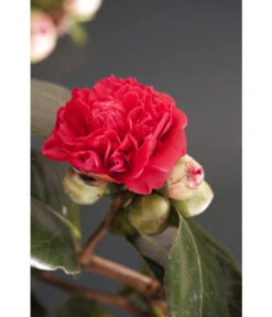 Kamelie, Rot -Garten im Freien 7086671 WE DE 001 CamelliaRotDreamstimeAllgreen