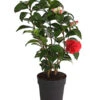 Kamelie, Rot -Garten im Freien 7086671 WE FS 001 CamelliaKamelieJaponicaRot11CDehnerExpressHerzig