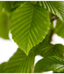 20 Meter Hainbuche, 100 X Ca. 125-150 Cm -Garten im Freien 7088883 WE DE 001 CarpinusBetulusHainbuche4LDehnerExpressZS