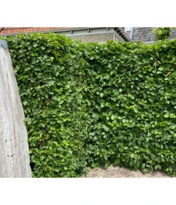 20 Meter Hainbuche, 100 X Ca. 125-150 Cm -Garten im Freien 7089188 WE MO 002 HainbuchenCarpinusBetulus2l 1