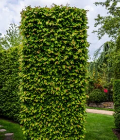 1-1,5 Meter Hainbuche, 5 X Ca. 50-60 Cm -Garten im Freien 7089188 WE MO Luckner Hecke CarpinusBetulusHainbuche