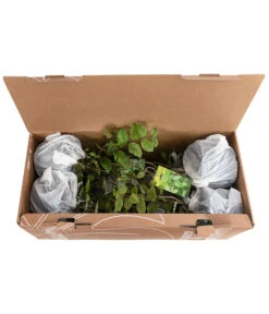 1-1,5 Meter Hainbuche, 5 X Ca. 50-60 Cm -Garten im Freien 7090632 PR FS 002 CarpinusBetulus1MeterDehnerExpressHerzig