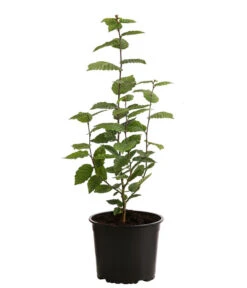 Garten im Freien -Garten im Freien 7090632 PR FS 003 CarpinusBetulus1MeterDehnerExpressHerzig