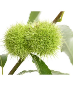 Esskastanie -Garten im Freien 7091580 PR DE 001 CastaneaSativaEsskastanieDehnerExpressHerzig