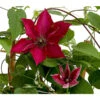 Waldrebe - Clematis, Rot, Rankhilfe -Garten im Freien 7123953 WE DE 001 ClematisRotWaldrebe3LDehnerExpressHerzig