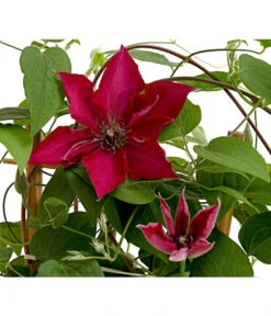 Waldrebe - Clematis, Rot, Rankhilfe
