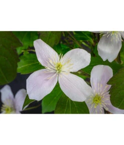 Anemonen-Waldrebe - Clematis 7 Anemonen-Waldrebe - Clematis -Garten im Freien 7125636 WE DE 001 ClematisMontanaBergWaldrebe2L