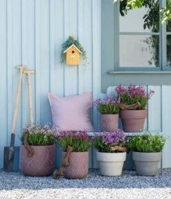 Graue Glockenheide, Verschiedene Farben -Garten im Freien 7163009 WE MO 001 DaboeciaMixGlockenheide 2021 GC11