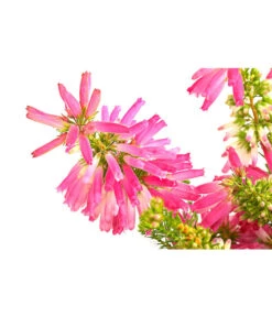 Südafrikanisches Heidekraut -Garten im Freien 7172026 PR DE 001 EricaVerticitataT11DehnerExpressHerzig