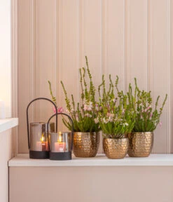 Südafrikanisches Heidekraut -Garten im Freien 7172026 WE MO 001 HeidekrautEricaVerticilliata