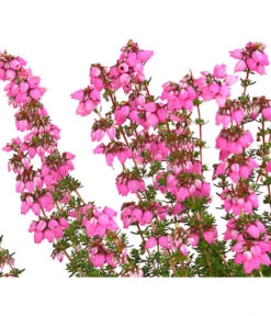 Graue Glockenheide, Verschiedene Farben -Garten im Freien 7172521 WE DE 001 EricaCinereaGrauheideT10Herzig