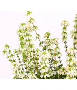 Graue Glockenheide, Verschiedene Farben -Garten im Freien 7172521 WE DE 002 EricaCinereaGrauheideT10Herzig