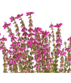 Graue Glockenheide, Verschiedene Farben -Garten im Freien 7172521 WE DE 003 EricaCinereaGrauheideT10Herzig