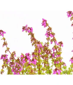 Graue Glockenheide, Verschiedene Farben -Garten im Freien 7172521 WE DE 004 EricaCinereaGrauheideT10Herzig