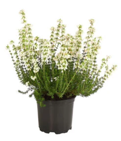 Graue Glockenheide, Verschiedene Farben -Garten im Freien 7172521 WE FS 002 EricaCinereaGrauheideT10Herzig