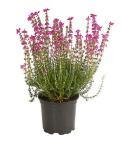 Graue Glockenheide, Verschiedene Farben -Garten im Freien 7172521 WE FS 003 EricaCinereaGrauheideT10Herzig