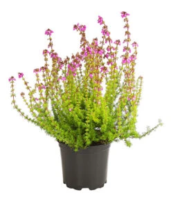 Graue Glockenheide, Verschiedene Farben -Garten im Freien 7172521 WE FS 004 EricaCinereaGrauheideT10Herzig