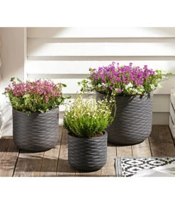 Graue Glockenheide, Verschiedene Farben -Garten im Freien 7172521 WE MO 002 EricaCinereaGrauheide