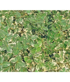 Kriech-Spindelstrauch 'Emerald Gaiety'