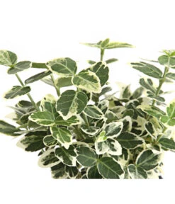 Kriech-Spindelstrauch 'Emerald Gaiety' -Garten im Freien 7177512 WE DE 003 EuonymusSpindelstrauchFortuneiEmeraldGaiety9CDehnerExpressHerzig