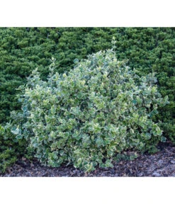 Kriech-Spindelstrauch 'Emerald Gaiety' -Garten im Freien 7177512 WE MO 003 EuonymusSpindelstrauch