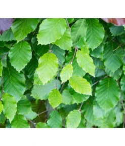 7,5 Meter Rotbuche, 30 X Ca. 125-150 Cm -Garten im Freien 7185077 FagusSylvaticaDetailLuckner 1