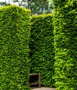 7,5 Meter Rotbuche, 30 X Ca. 125-150 Cm -Garten im Freien 7185093 WE MO 002 RotbucheFagusSylvatica 1