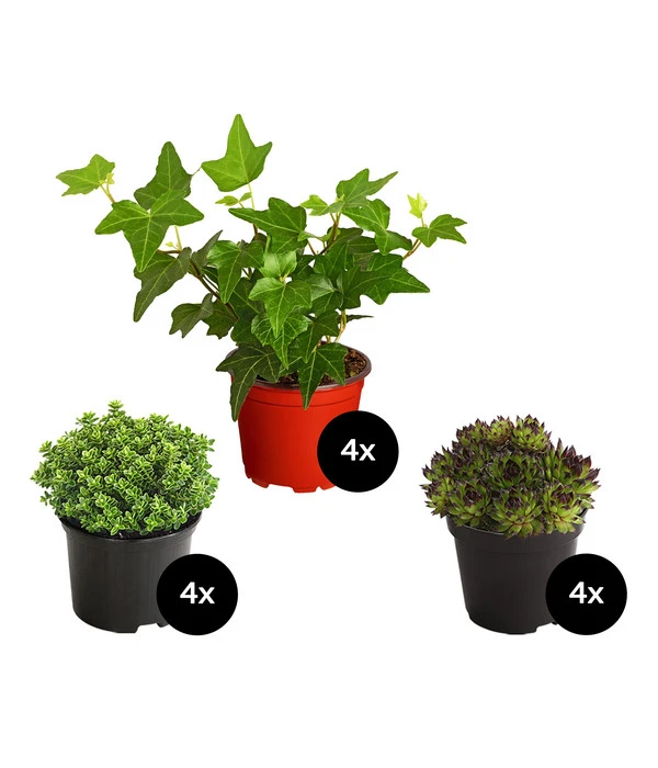 Grabpflanzen-Set Hoffnung, 12-teilig 3 Grabpflanzen-Set Hoffnung, 12-teilig