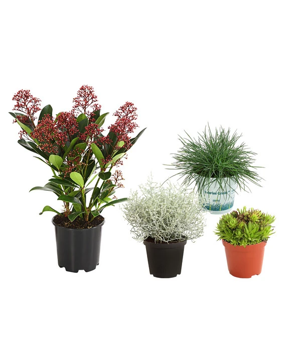 Grabpflanzen-Set Unendlich, 4-teilig 3 Grabpflanzen-Set Unendlich, 4-teilig