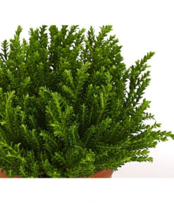 Strauchveronika 'Green Globe' -Garten im Freien 7206352 PR DE 001 HebeGreenGlobeStrauchveronikaT9DehnerExpressHerzig