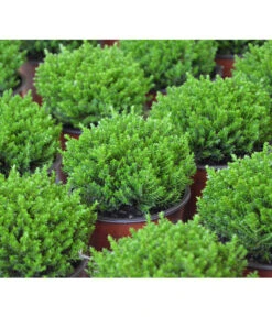 Strauchveronika 'Green Globe' -Garten im Freien 7206352 PR DE 002 HebeGreenGlobeStrauchveronikaT9DehnerExpressHerzig