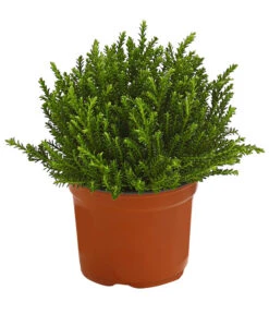 Strauchveronika 'Green Globe'