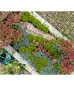 Strauchveronika 'Green Globe' -Garten im Freien 7206394 7206352 WE MO 001 StrauchveronikaHebe GC15 2022